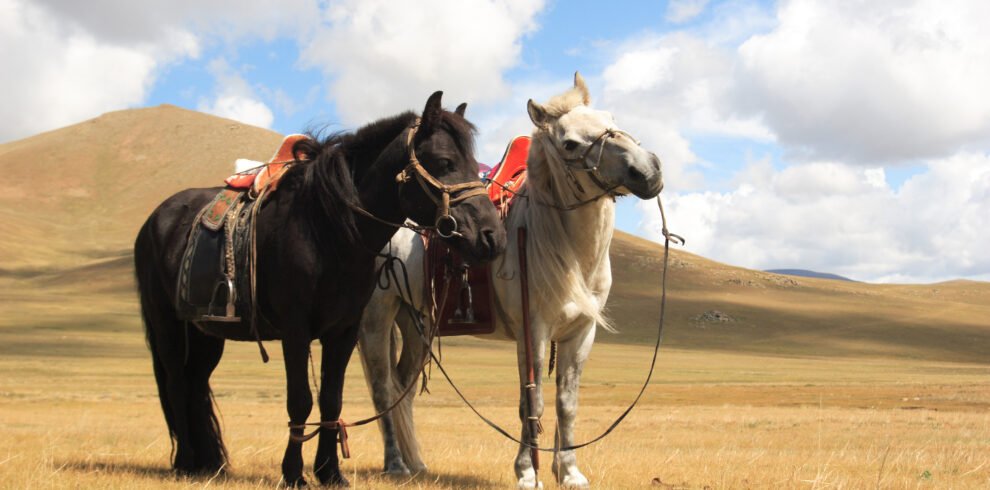 Mongolia horses